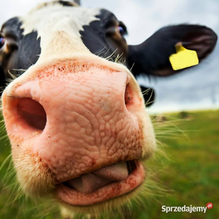 Dezosan 500 Skuteczna sucha dezynfekcja ściółki Słubice sprzedam