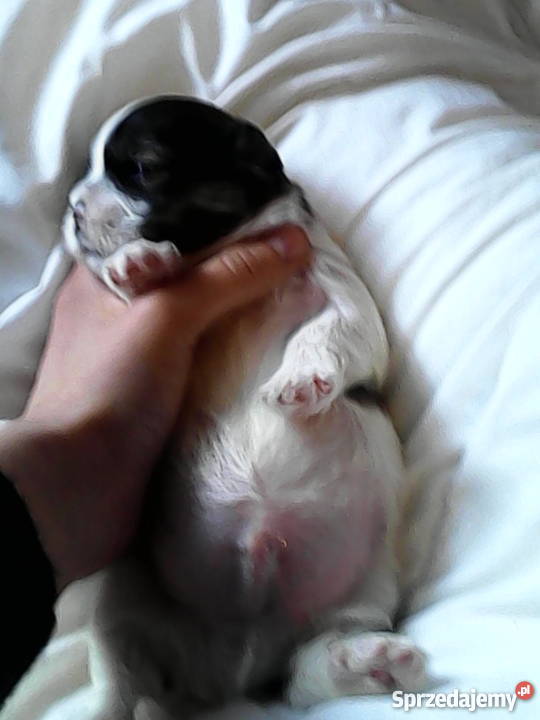 Szczeniaki shih tzu Psy zachodniopomorskie Stargard Szczeciński