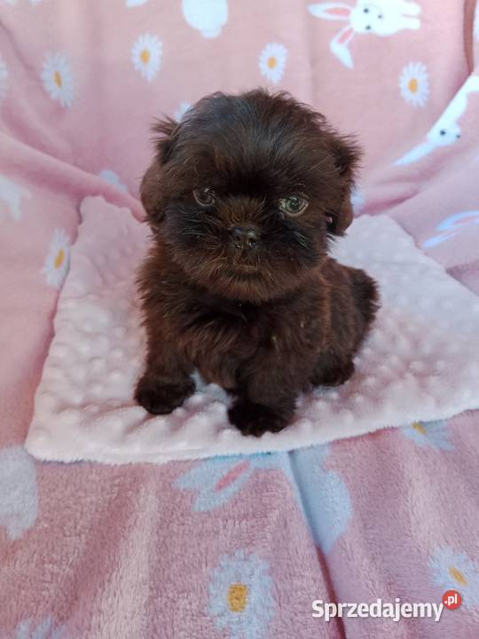 Piesek shih tzu czekoladowy Zwierzęta Nysa