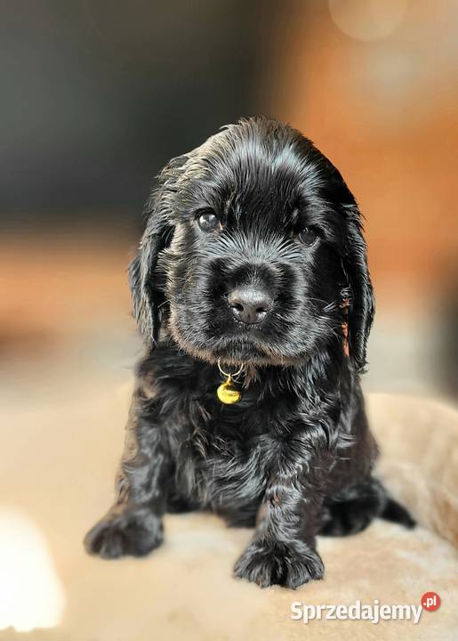 Cocker spaniel angielski pieski i suczki Łódź sprzedam