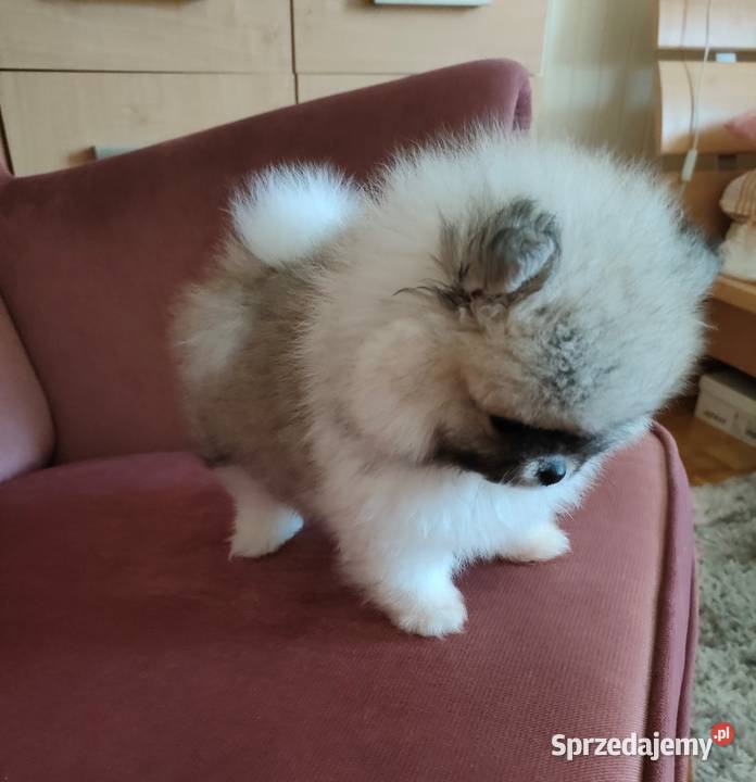 Szpic miniaturowy pomeranian suczka mini sprzedam