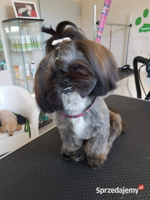 Reproduktor shih tzu z genem blue Shih Tzu