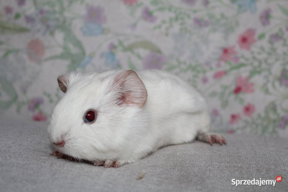 Świnka morskaświnki morskie cavia domowa