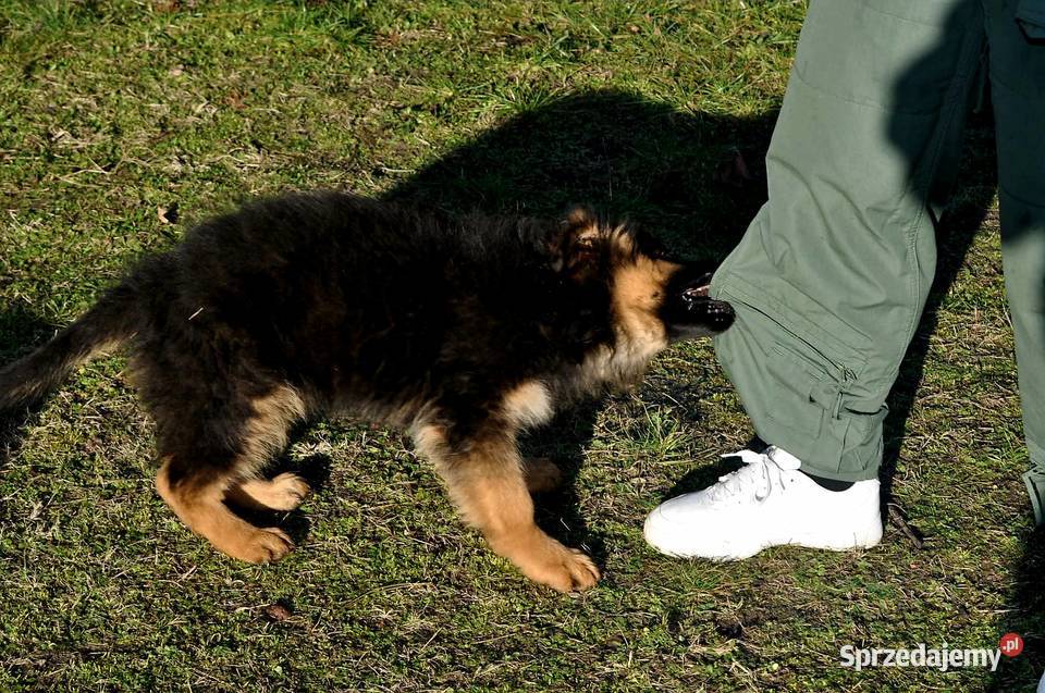 Owczarek Niemiecki Długowłosy szczenięta FCI Owczarek wielkopolskie Poniec