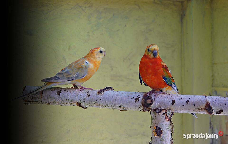 Świergotki para lęgowa orange zachodniopomorskie Łobez