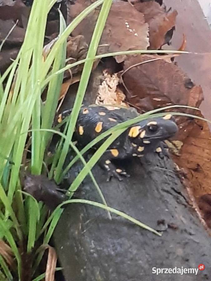 Gekon kameleon jaszczurka salamandra lubelskie