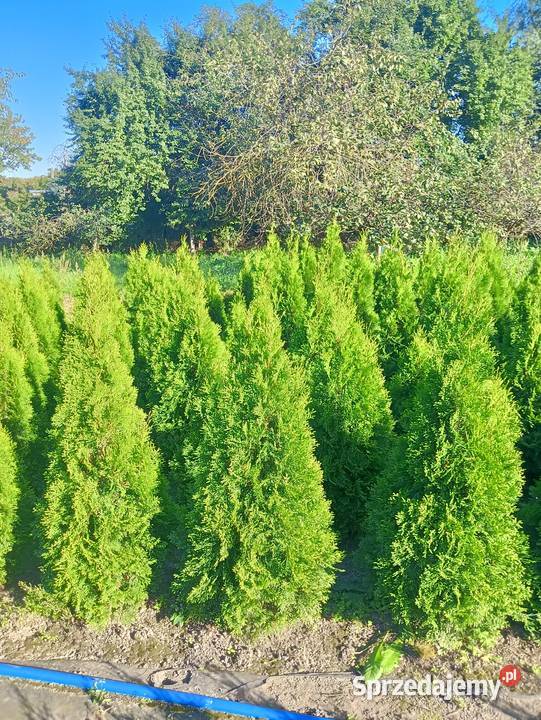 Tuja szmaragd Stęszew Mosina Poznań
