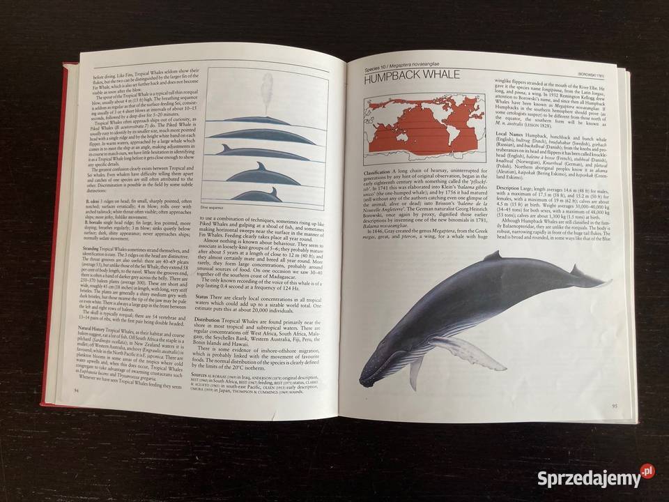 Lyall Watson Whales of the World A Handbook Elbląg