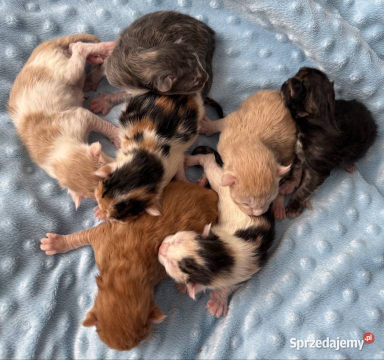 Maine Coon do rezerwacji Wrocław