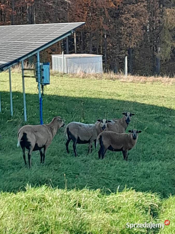 Sprzedam owce kamerunki małopolskie Gnojnik