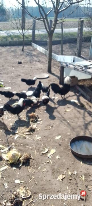 Sprzedam jaja lęgowe białoczubów holenderskich mazowieckie Sarnów