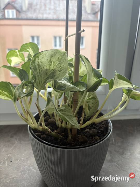 Epipremnum happy leaf roślina doniczkowa Liściaste Starachowice