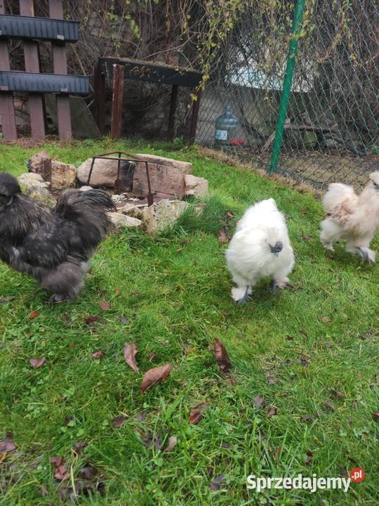 Kogut siłka Dąbrowa Górnicza