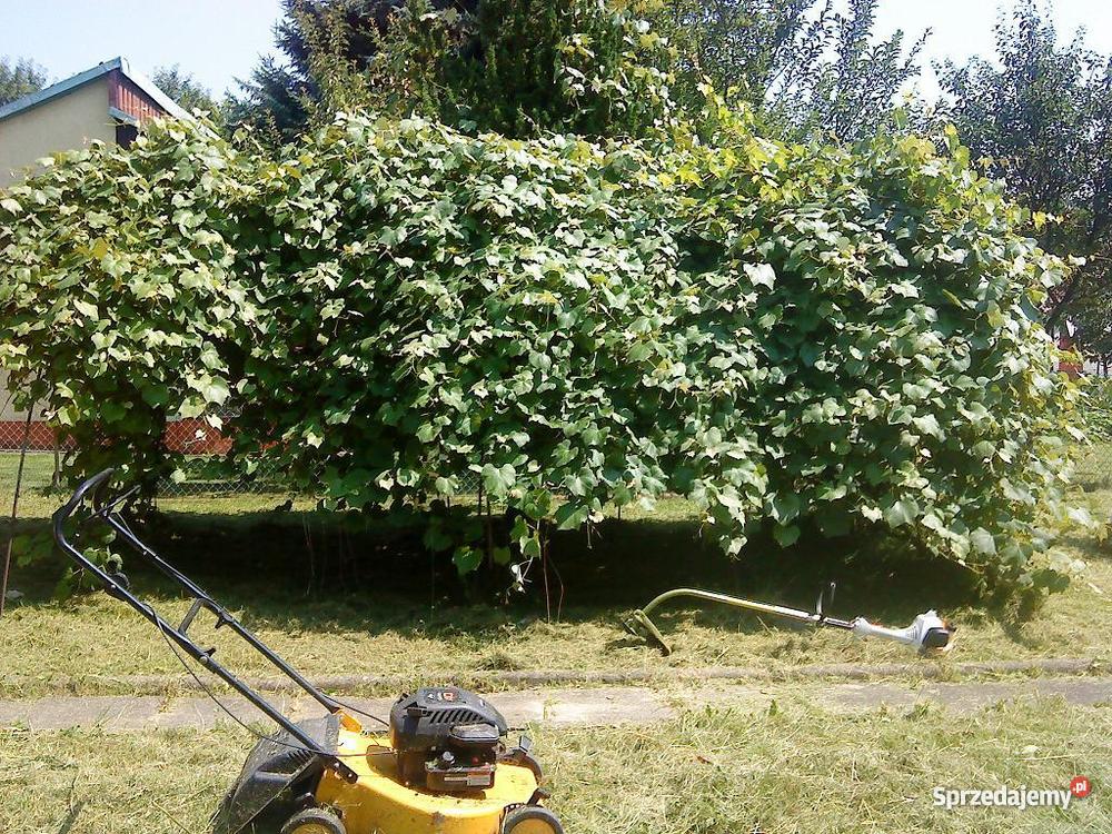 działkę ROD ogródek działkowy Kraków Kraków