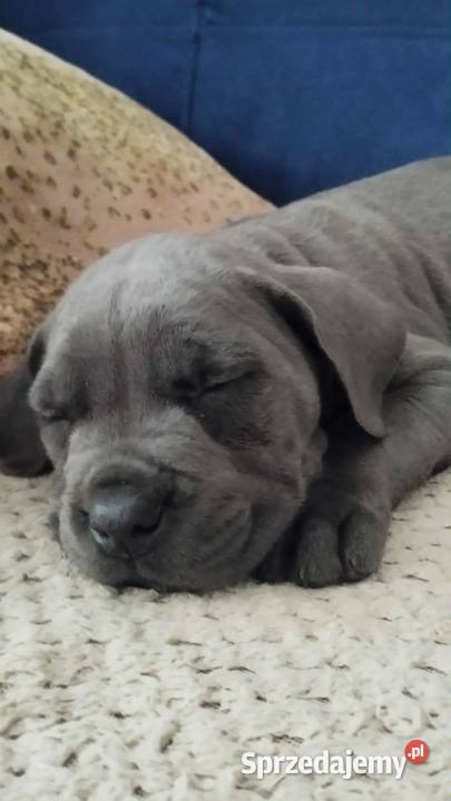 Suczka błękitna Cane Corso z rodowodem Czaniec
