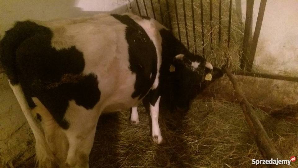Krowa czarno biała okazja 3600 podkarpackie