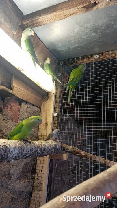 Sprzedam barbandy Kawczyn