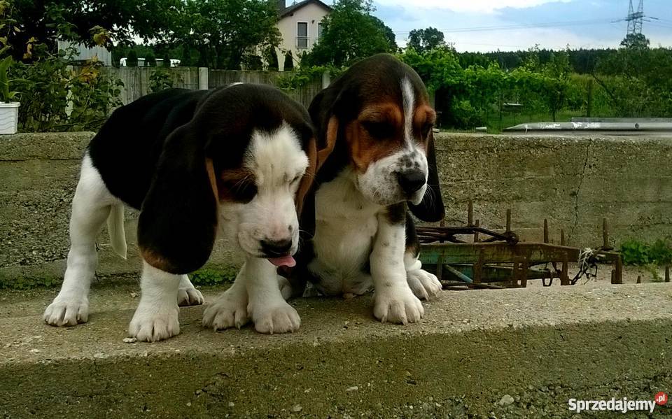 Piękne szczenięta Beagle tricolor rodowód opolskie