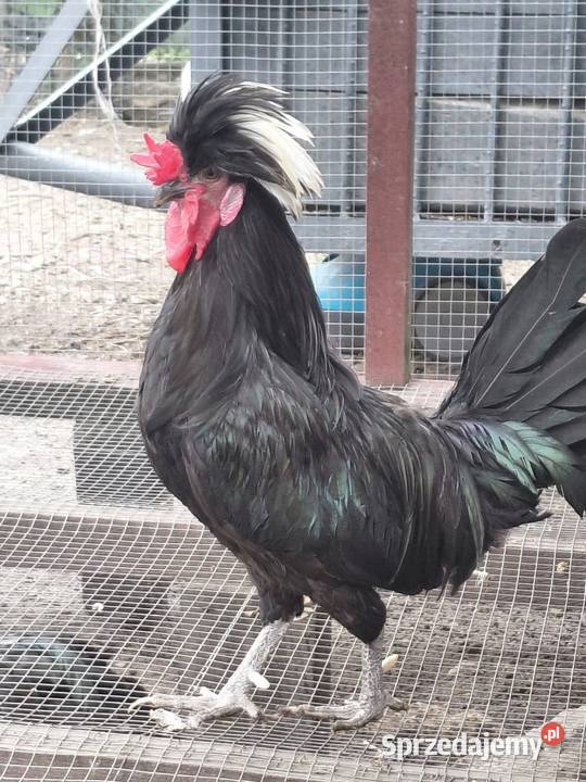 Czubatki Krasnystaw sprzedam