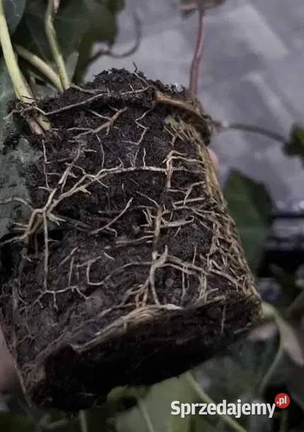 Sadzonki bluszcz zimozielony ukorzenione 2letnie Kraków