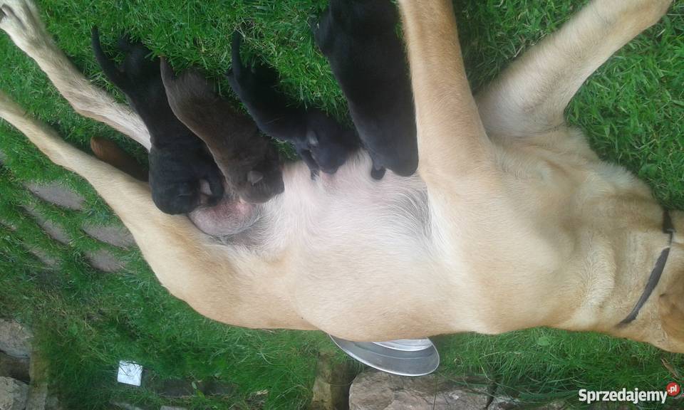 sprzedam 7 szczeniakow labrador Kielce