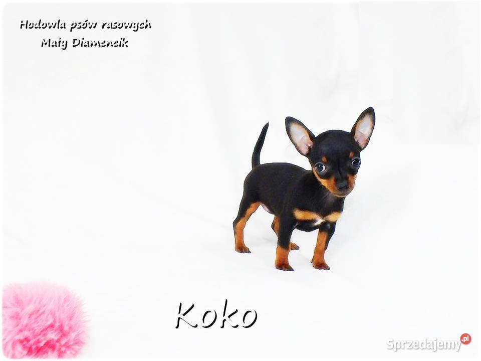 Ultra MINI Sunia KOKO Pinczer miniaturowy Żary sprzedam