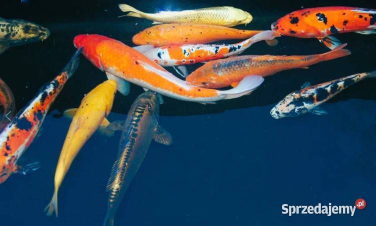 Karp KOI ok15 Dostępne ręki na miejscu 9 marzec Nowa Ruda