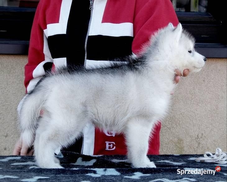 Siberian Husky piekne szczenieta z rodowodem FCI
