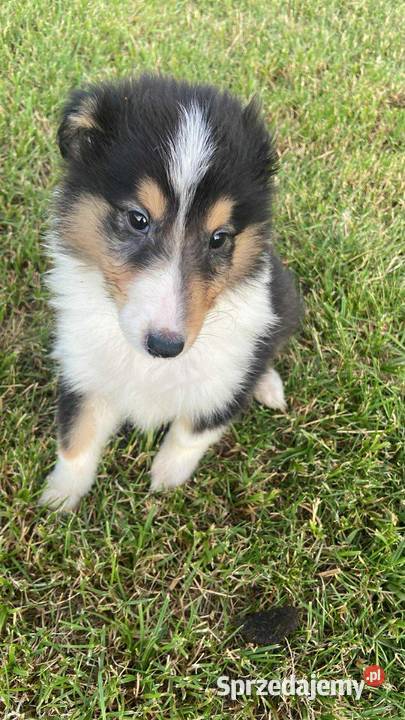 Szczeniaki Owczarek Szkocki Collie długowłosy Iława
