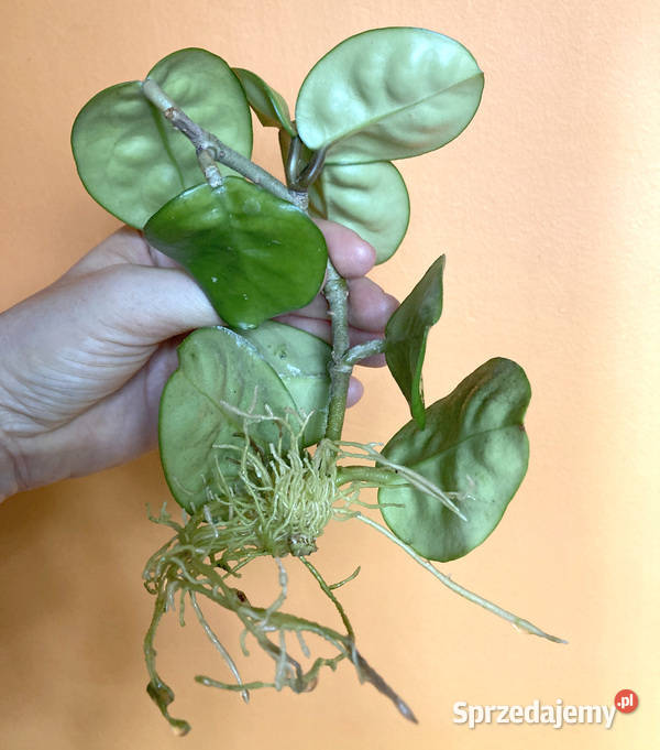 Hoya Krinkle 8 5 ukorzeniona sadzonka małopolskie Kraków