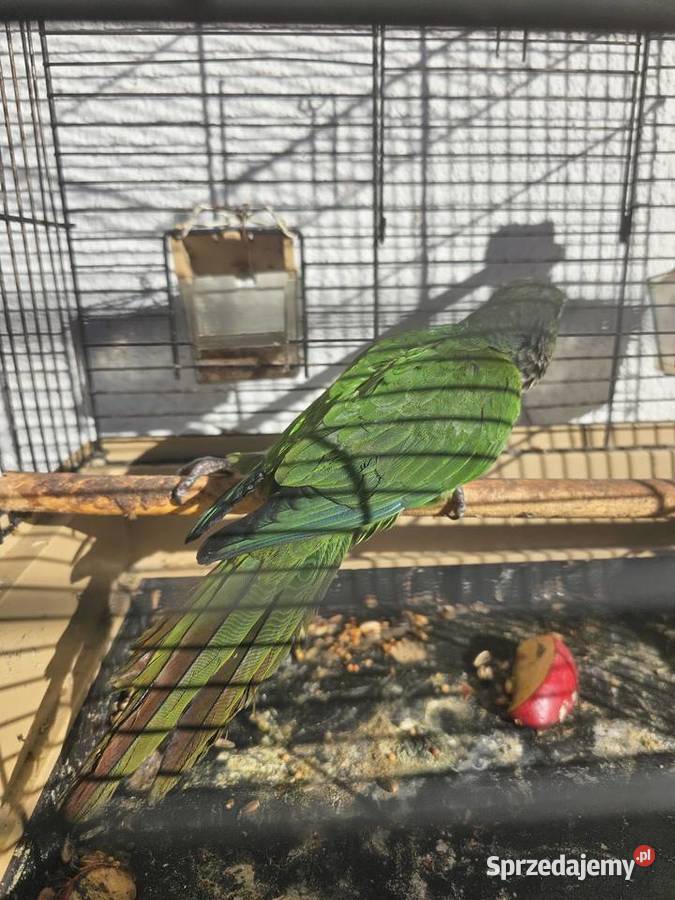 Papuga Rudosterka lubelskie Lublin