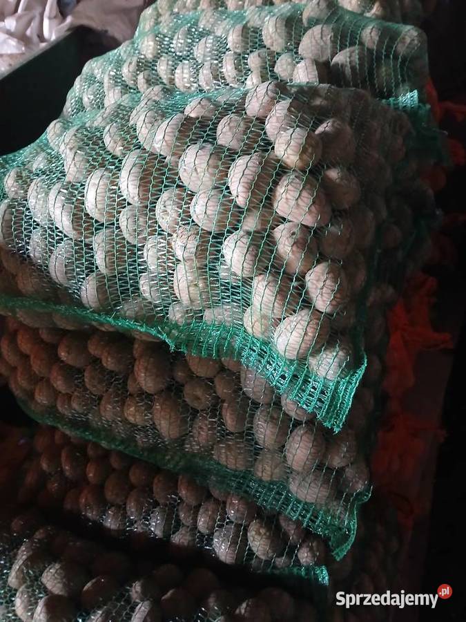 Ziemniaki jadalne bellarosa Soraya ziemniaki sprzedam