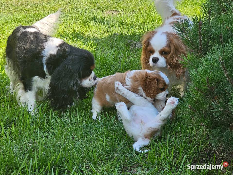 Cavalier king charles spaniel FCI ZKwP warmińsko-mazurskie Klonowo