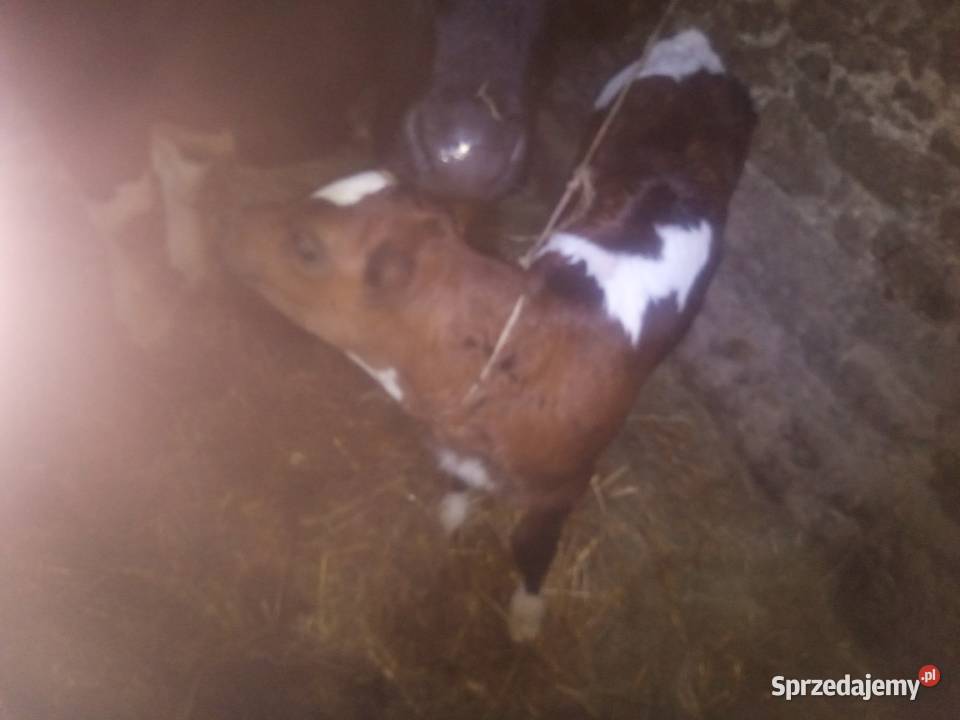 Cielaki dwie jaloweczki mleczne hf lubelskie Słotwiny sprzedam