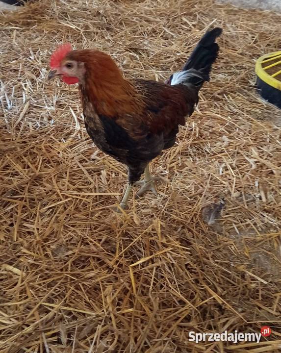 Koguty zielononóżki czystorasowe Przespolew Kościelny sprzedam