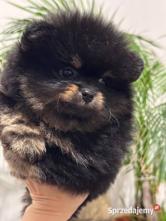 Pomernian dziewczynka black tan FCI Radom