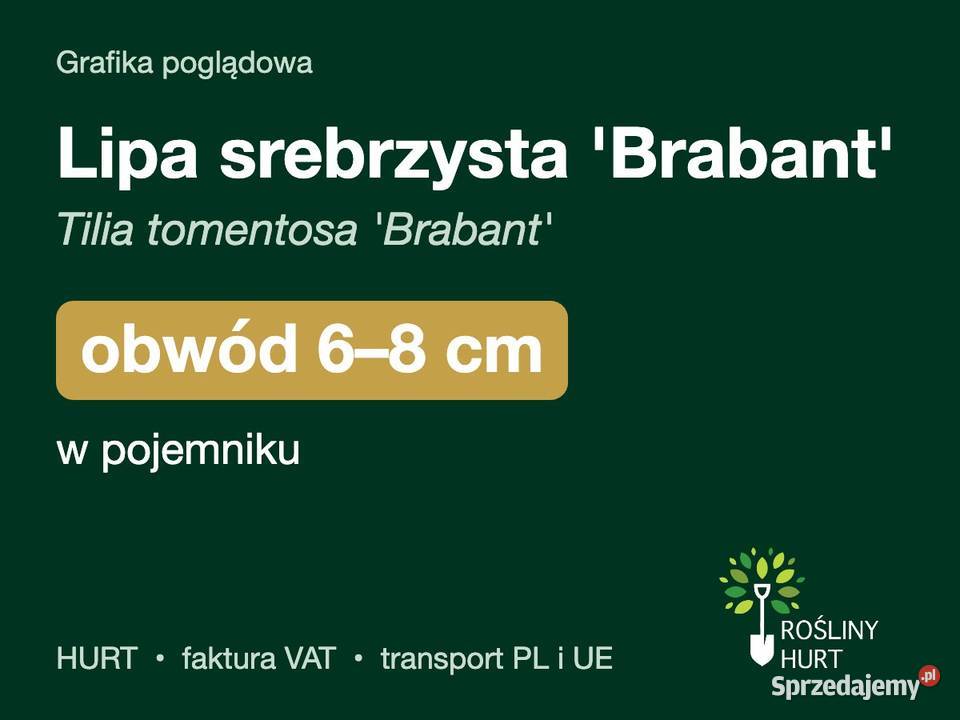 Lipa srebrzysta Brabant obwód 68 w pojemniku