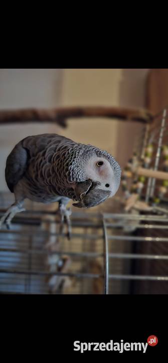 Papuga zako duza gadająca samiec Ptaki zachodniopomorskie Koszalin