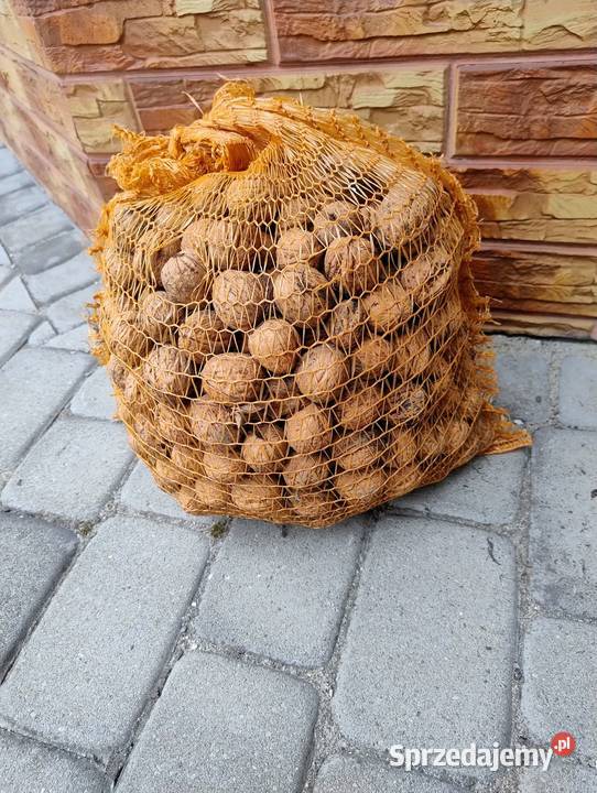 Sprzedam 30 orzechów włoskich z zbiorów 2025r Orzechy Przemyśl