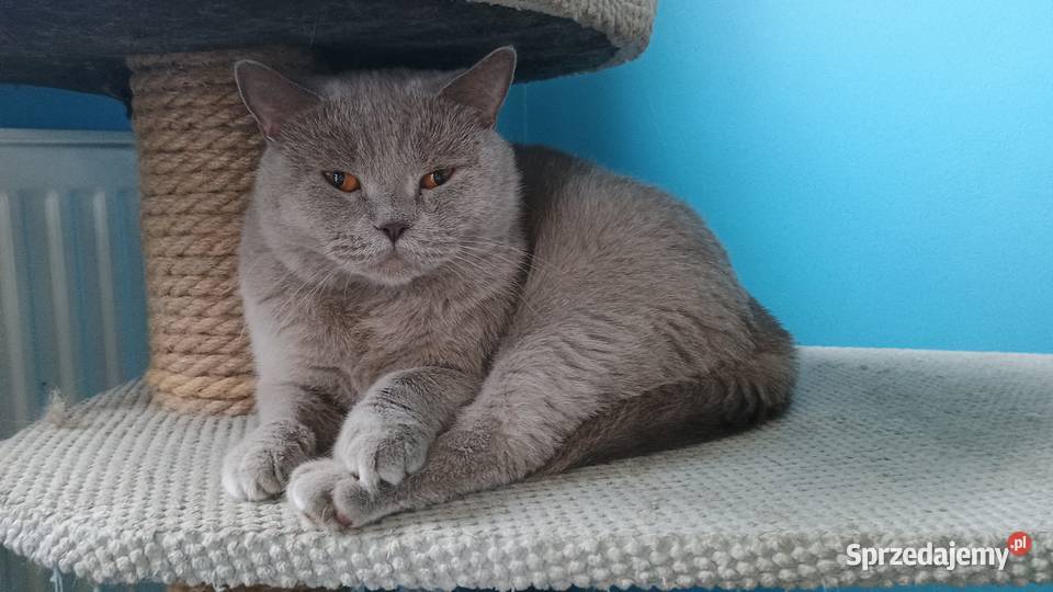 Kotka Brytyjska liliowa FPL Legionowo