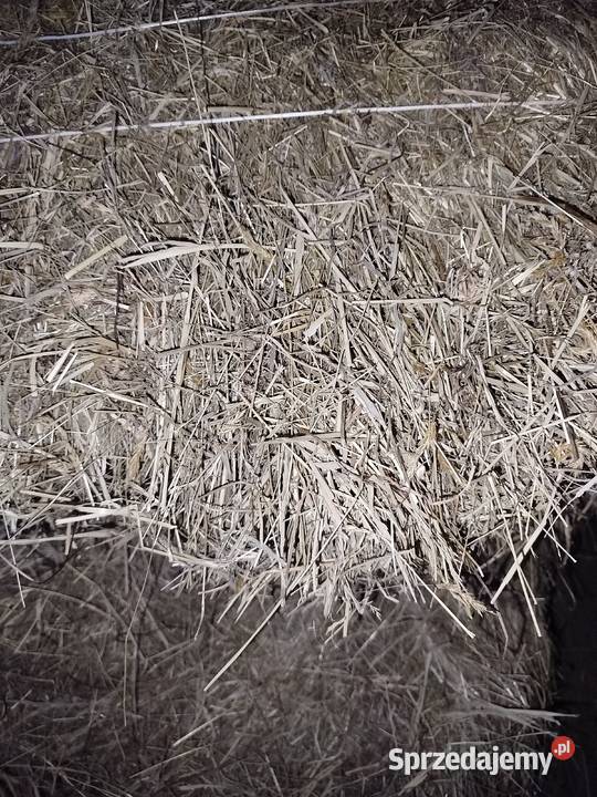Sprzedam Pszenżyto Pszenice Siano Rożnów