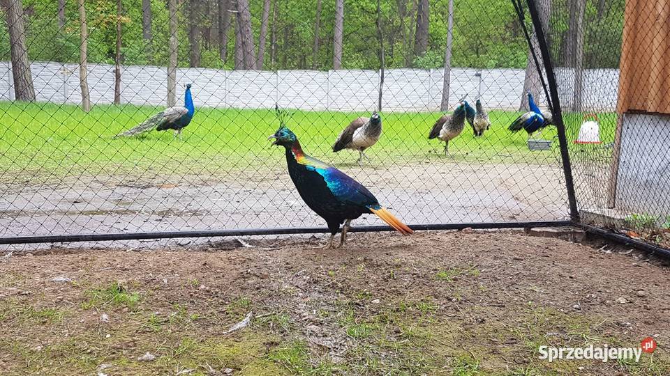 Sprzedam Olśniak Himala Ptaki Siedlce