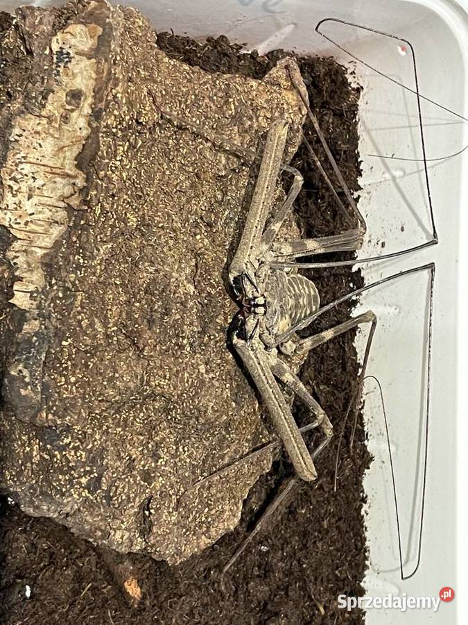 amblypyga Damon diadema śląskie Gliwice