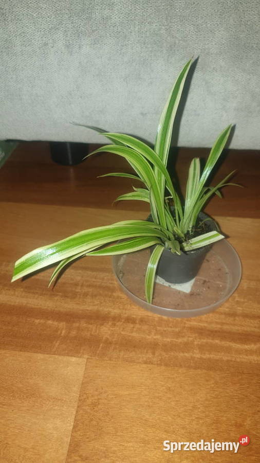 Mała zielistka mazowieckie Warszawa