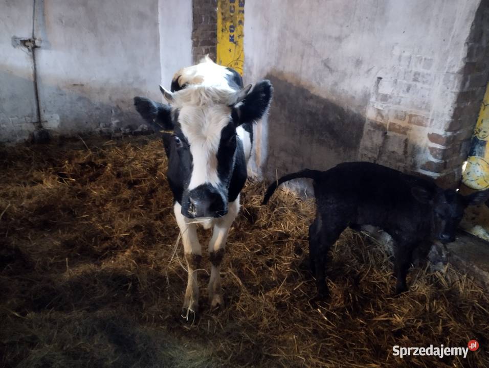 Sprzedam krowę białogzbietke z cielakiem lubelskie Jabłoń