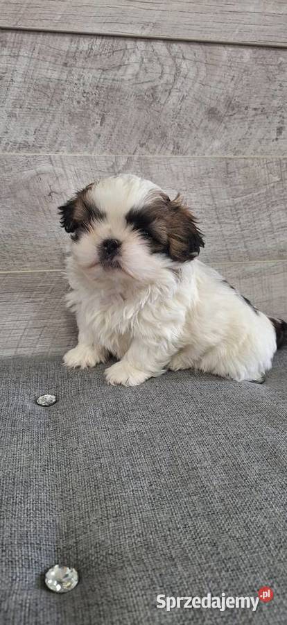 Shih Tzu suczki I piesek mazowieckie