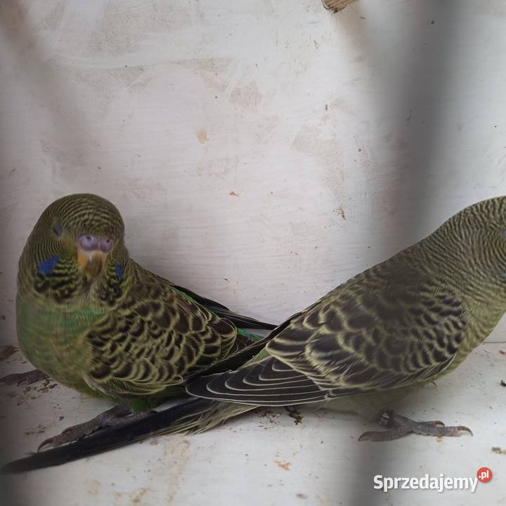 Falista Black face małopolskie