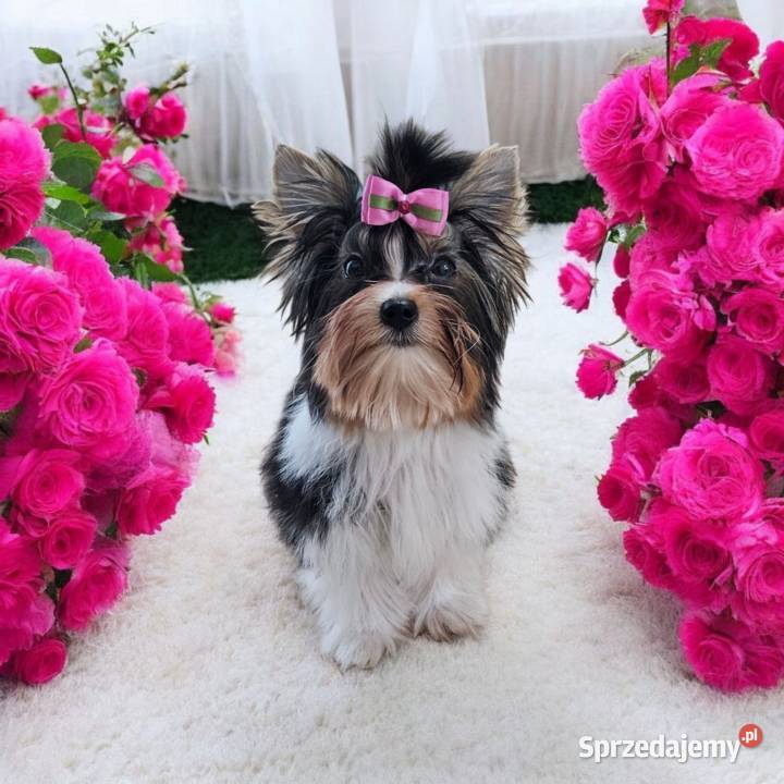 Piękna Miniaturowa maleńka Suczka York Biewer Do Opole