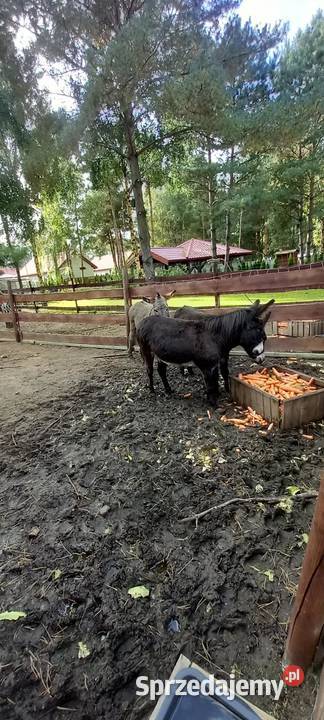 sprzedam osły 3 sztuki Szydłówiec