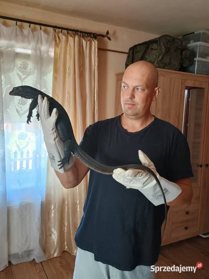 Varanus salvador komaini Black Dragon Gady i płazy Kraśnik
